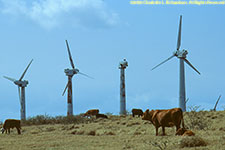 wind turbines and cattle